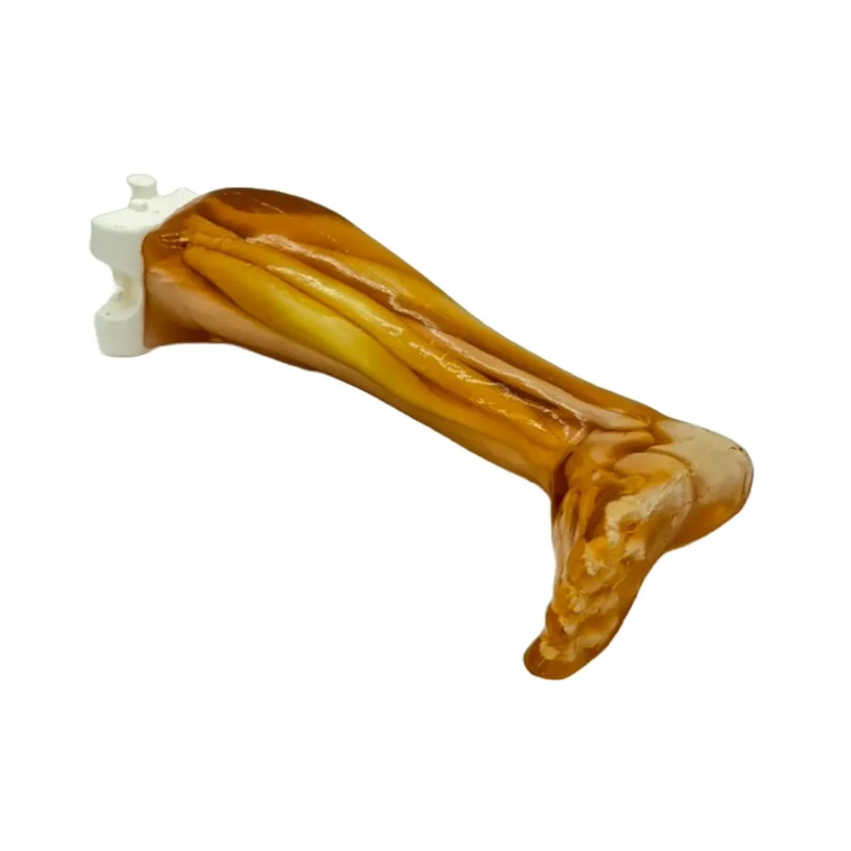 Adult Leg Phantom with Muscles for for X-Ray CT and Ultrasound