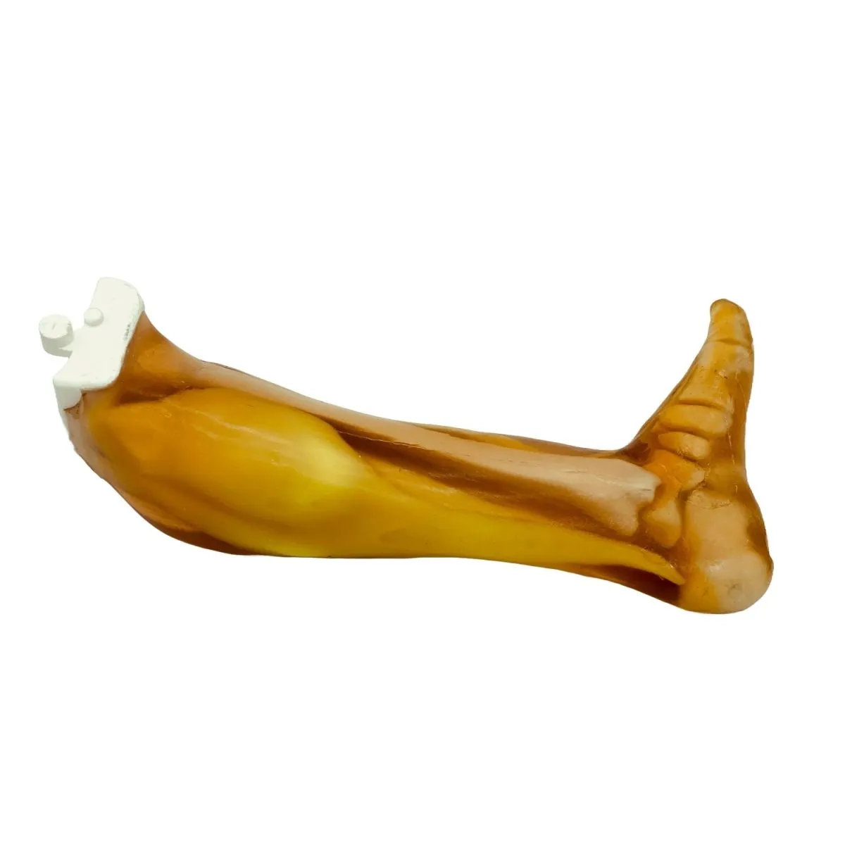 Adult Leg Phantom with Muscles for for X-Ray CT and Ultrasound