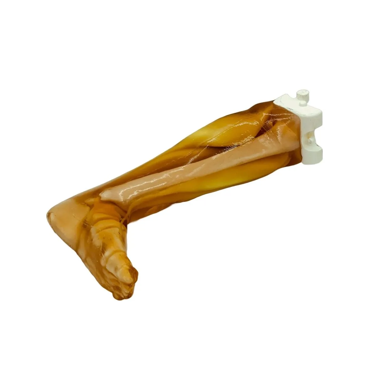 Adult Leg Phantom with Muscles for for X-Ray CT and Ultrasound