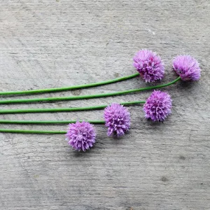 Chives