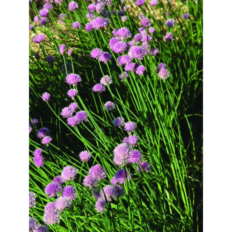 Chives