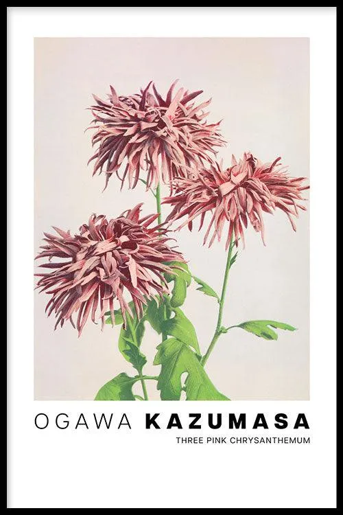 Ogawa Kazumasa - Three Pink Chrysanthemum