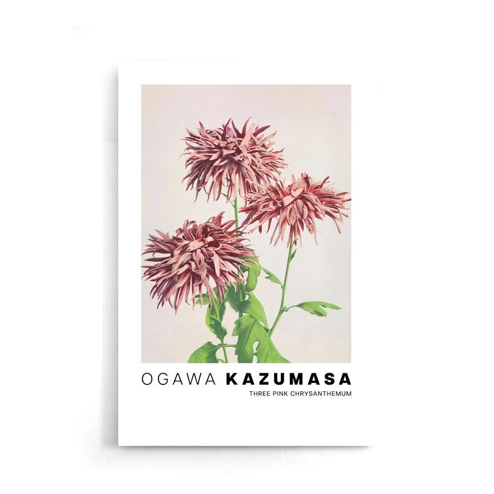 Ogawa Kazumasa - Three Pink Chrysanthemum