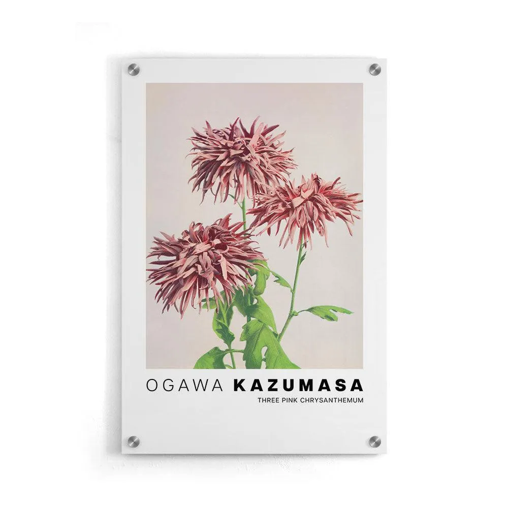Ogawa Kazumasa - Three Pink Chrysanthemum