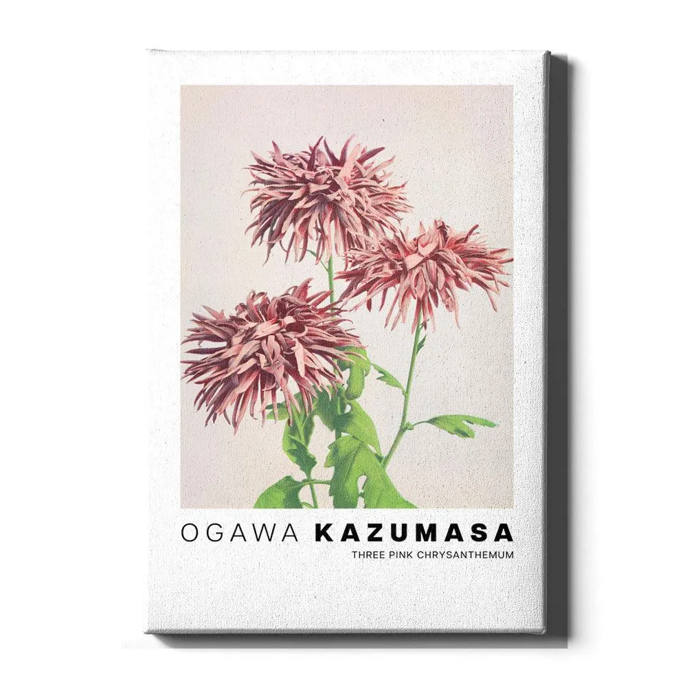 Ogawa Kazumasa - Three Pink Chrysanthemum